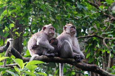 Alas Kedaton Monkey Forest