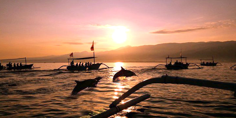 Bali Dolphin Watching Tour