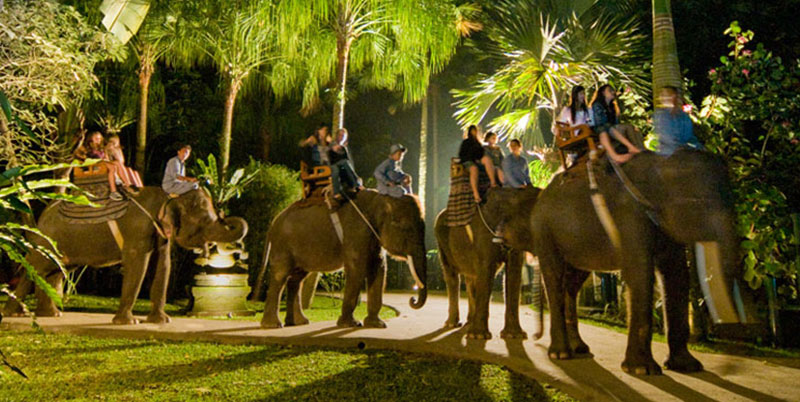 Bali Elephant Night Safari