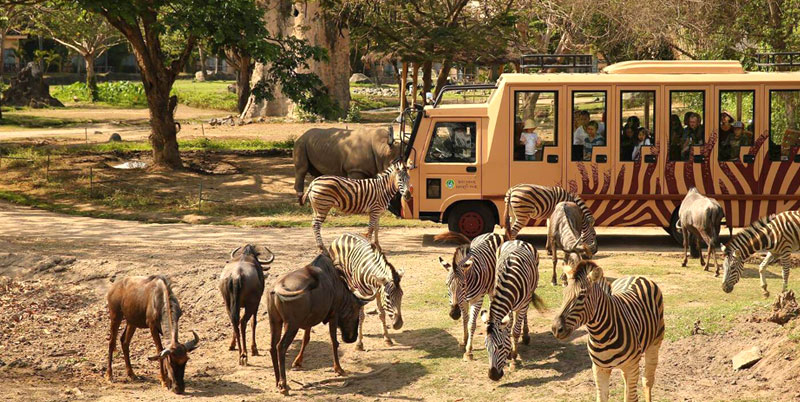 Bali Safari Park and Kintamani Volcano Tour Packages