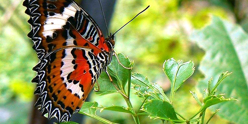 Bali Butterfly Park