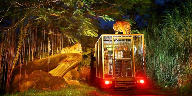 Bali Night Safari Packages