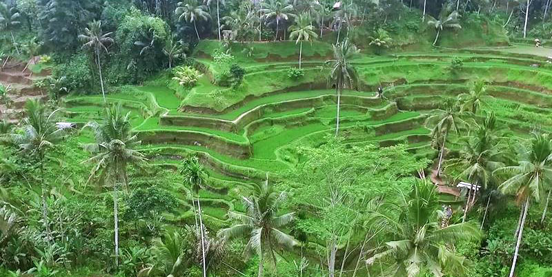 Tegalalang Rice Terrace