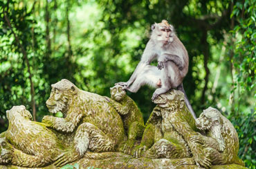 Ubud Monkey Forest